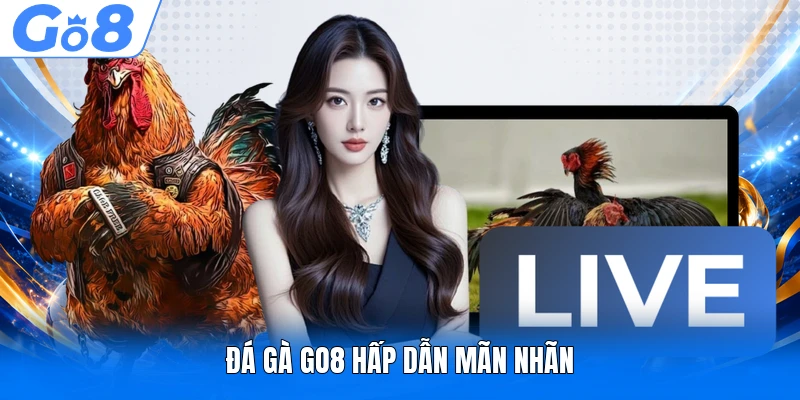 Đá gà GO8 hấp dẫn mãn nhãn