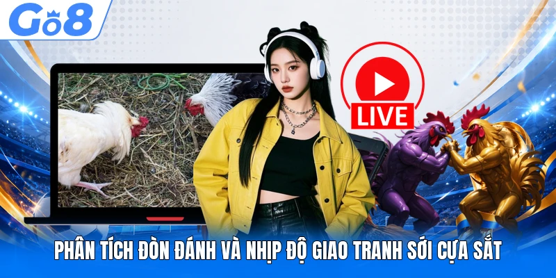 Phân tích đòn đánh và nhịp độ giao tranh sới cựa sắt